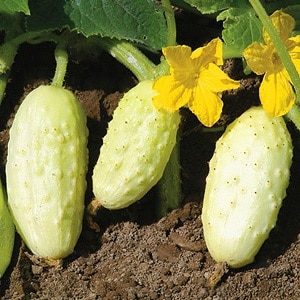 Favoritten hos mange sommerboere er sorten White Angel agurk med et usædvanligt udseende og behagelig smag.