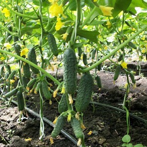 Como cultivar pepinos Marinda f1 adequadamente em seu terreno e obter uma rica colheita