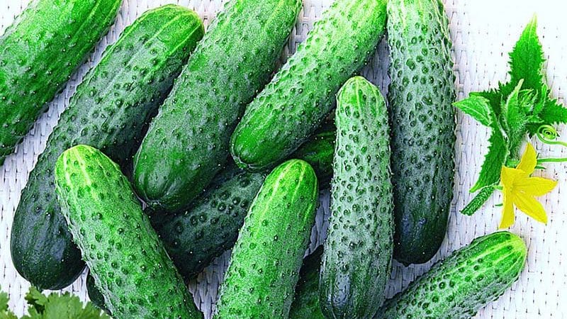 Hybrid early-ripening hybrid of Meringue cucumbers, resistant to diseases and weather conditions