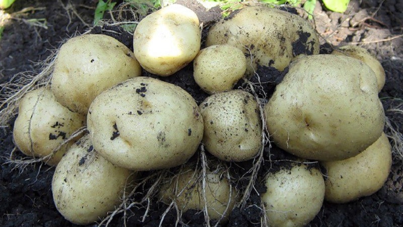 ¿Es posible comer patatas verdes, es peligroso para el cuerpo humano y por qué?