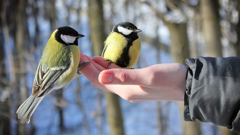 Onko mahdollista ruokkia lintuja riisiä ja muita jyviä?