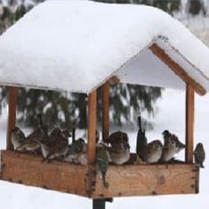 Ist es möglich, Vögel mit Reis und anderem Getreide zu füttern?