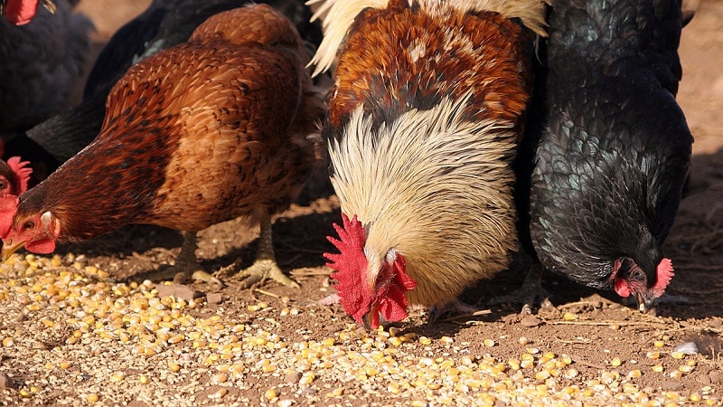 Est-il possible de nourrir les oiseaux avec du riz et d’autres céréales ?