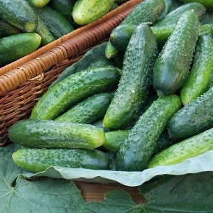 Is it possible to pickle Zozulya cucumbers and how to do it correctly