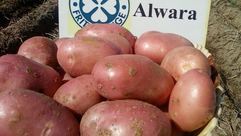 Fiable i estimada pels agricultors varietat de patata Alvara de criadors alemanys