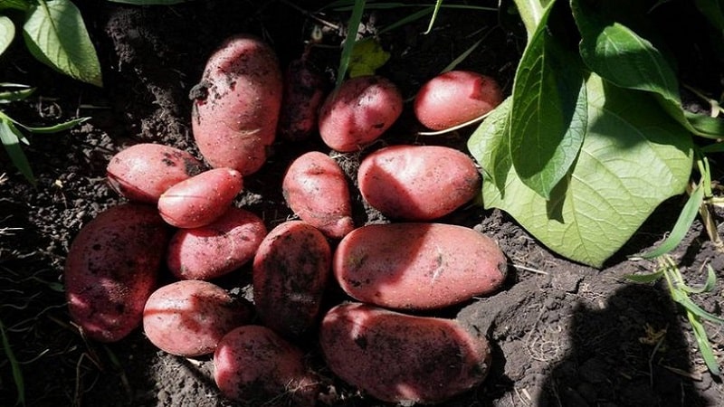 Fiable i estimada pels agricultors varietat de patata Alvara de criadors alemanys