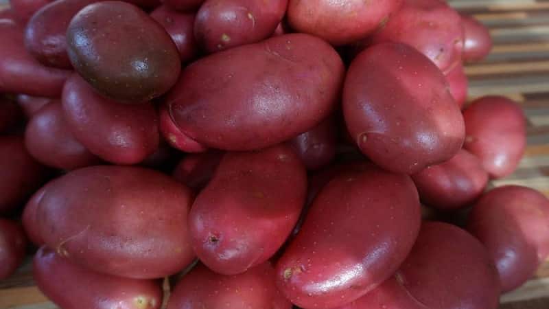 Reliable and beloved by farmers potato variety Alvara from German breeders