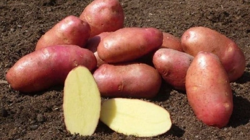 Reliable and beloved by farmers potato variety Alvara from German breeders