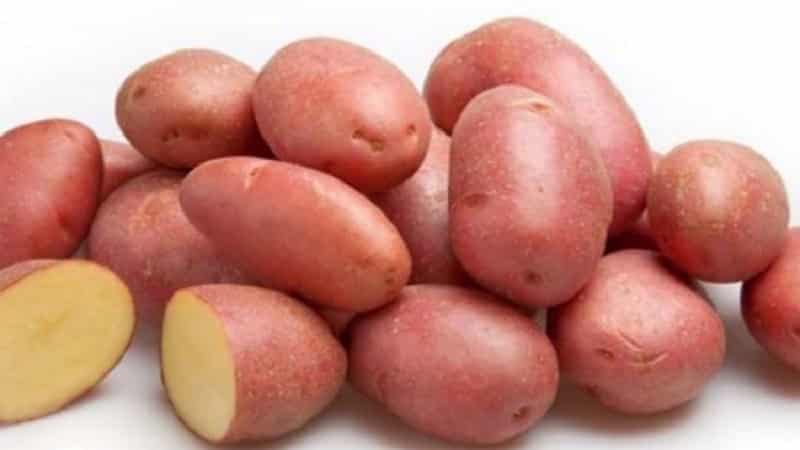 Reliable and beloved by farmers potato variety Alvara from German breeders