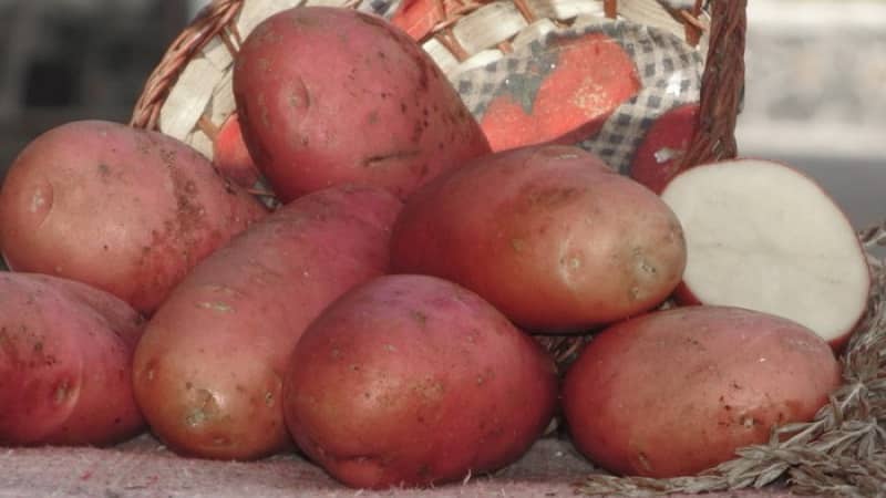 Affidabile e amata dagli agricoltori della varietà di patate Alvara di allevatori tedeschi