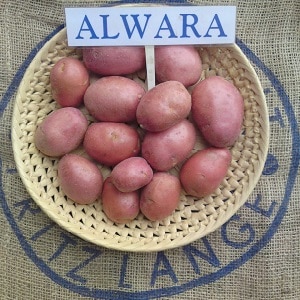 Reliable and beloved by farmers potato variety Alvara from German breeders