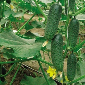 An unpretentious hybrid of cucumbers Tchaikovsky f1, giving a rich harvest even with minimal care