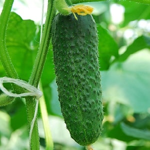 An unpretentious hybrid of cucumbers Tchaikovsky f1, giving a rich harvest even with minimal care