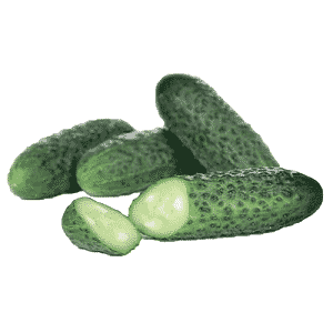 An unpretentious hybrid of cucumbers Tchaikovsky f1, giving a rich harvest even with minimal care