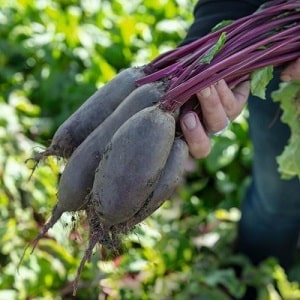 Una de les varietats més dolces - Remolatxa de coets: descripció, avantatges i desavantatges