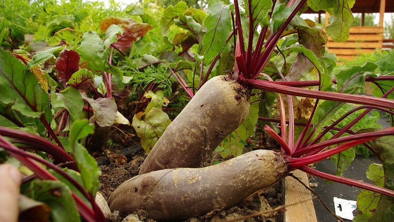 Isa sa mga pinakamatamis na varieties - Rocket beets: paglalarawan, mga pakinabang at disadvantages