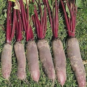 Isa sa mga pinakamatamis na varieties - Rocket beets: paglalarawan, mga pakinabang at disadvantages