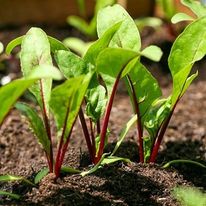 Isa sa mga pinakamatamis na varieties - Rocket beets: paglalarawan, mga pakinabang at disadvantages