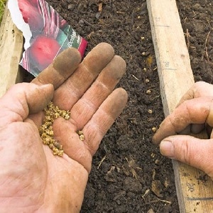 Isa sa mga pinakamatamis na varieties - Rocket beets: paglalarawan, mga pakinabang at disadvantages