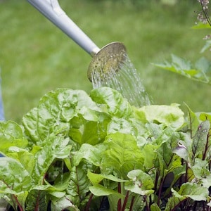 Isa sa mga pinakamatamis na varieties - Rocket beets: paglalarawan, mga pakinabang at disadvantages