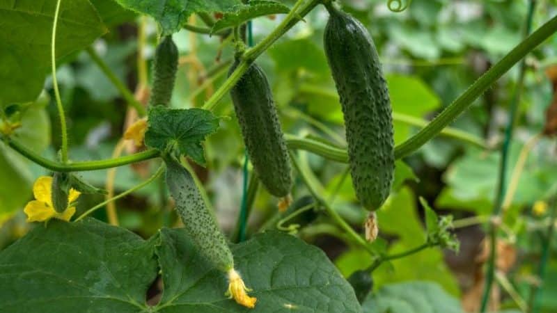 Unpretentious cucumber Liliput f1, which does not require pollination and produces a rich harvest