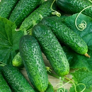 Cucumber Boy с пръст за оранжерии, открит терен и домашно отглеждане