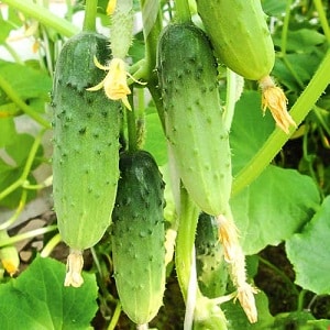 Cucumber Boy med en finger til drivhuse, åben jord og hjemmedyrkning