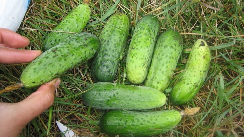 Cucumber Boy s prstom pre skleníky, otvorenú pôdu a domáce pestovanie