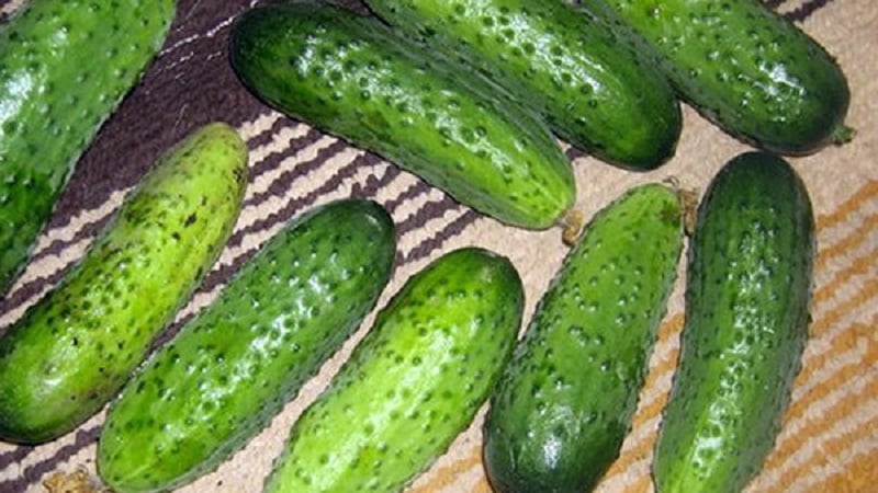 Cucumber Boy עם אצבע לחממות, אדמה פתוחה וגידול ביתי