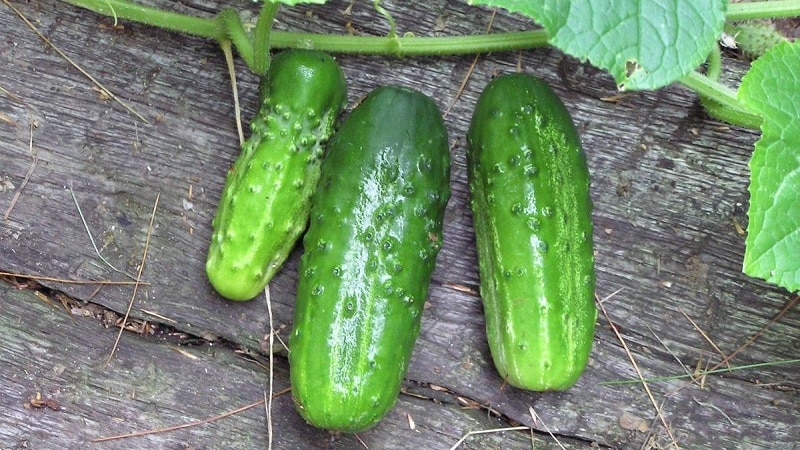 Niño pepino con un dedo para invernaderos, campo abierto y cultivo doméstico.