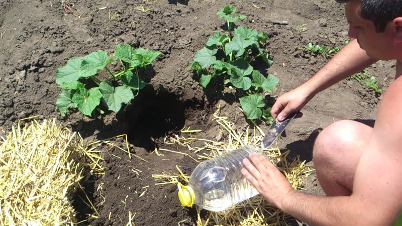 Herziening van de Mamluk-komkommervariëteit voor salades en heerlijke bereidingen voor de winter