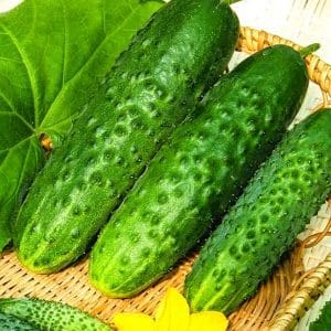 Mga tip para sa paglaki ng mga pipino ng Masha F1: kung paano makakuha ng isang mahusay na ani sa taglamig