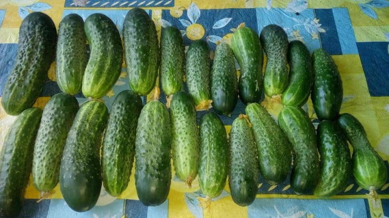 Ano ang mga ito ay mabuti para sa at kung paano maayos na palaguin ang pulang mullet cucumber para sa masarap na paghahanda para sa taglamig