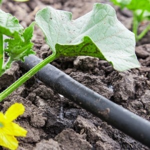 Waar zijn ze goed voor en hoe kun je mul-komkommers op de juiste manier kweken voor heerlijke voorbereidingen voor de winter