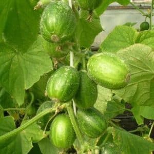 Pepinos redondos incomuns Chupa Shchups para saladas e preparações de inverno