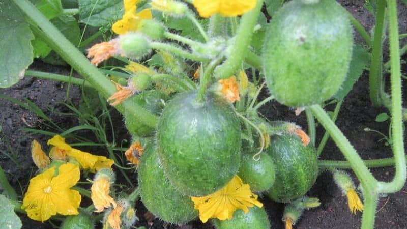 Pepinos redondos inusuales Chupa Shchups para ensaladas y preparaciones de invierno