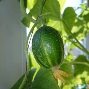 Pepinos redondos incomuns Chupa Shchups para saladas e preparações de inverno