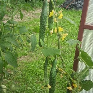 Cucumber hybrid Emerald Stream para sa pinakamasarap na salad