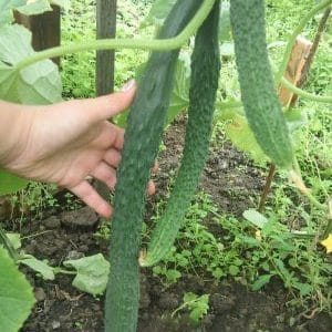 Emerald Stream híbrid de cogombre per a les amanides més delicioses