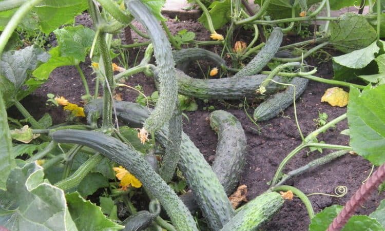 Cucumber hybrid Emerald Stream para sa pinakamasarap na salad