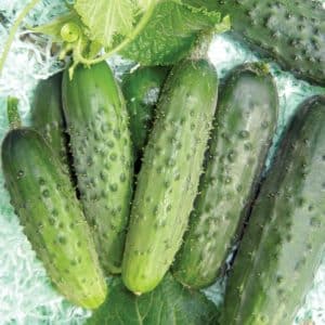 Isang produktibo at madaling alagaan na iba't-ibang Fingers cucumber na may mahuhusay na masasarap na prutas