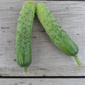 Una variedad de pepinos Fingers productiva y fácil de cuidar con frutos excelentes y sabrosos.