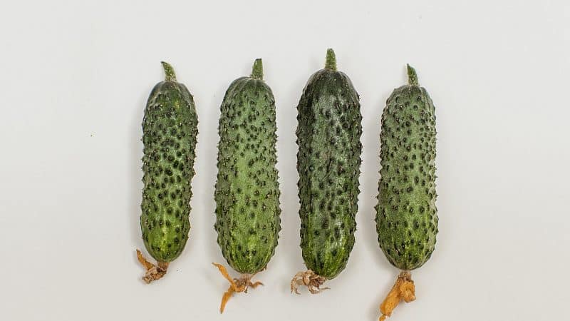 Gemakkelijk te verzorgen vroege komkommer Temp voor salades en conservering