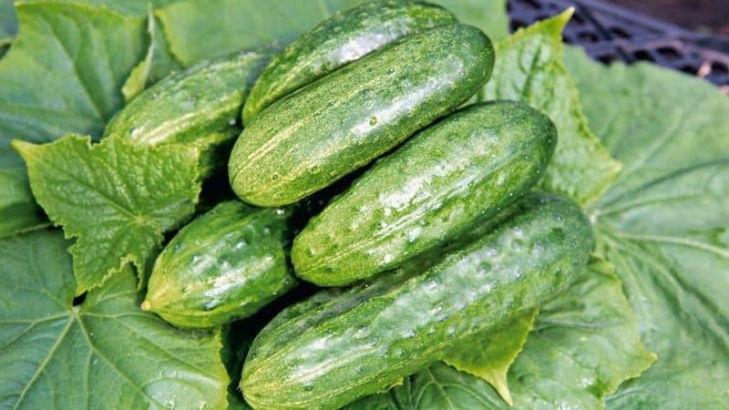 Madaling alagaan maagang cucumber Temp para sa mga salad at pag-iimbak