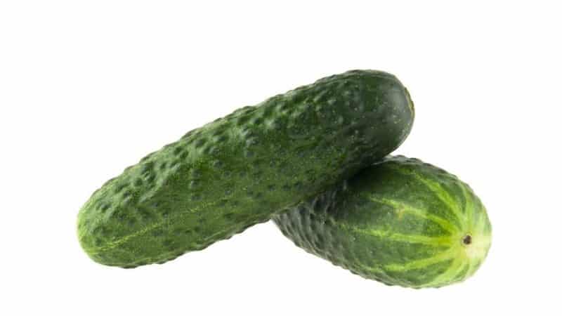 Hybrid cucumber Uhazher, suitable for growing in unfavorable conditions