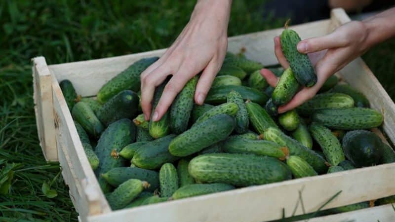 Pepino híbrido Uhazher, adequado para cultivo em condições desfavoráveis