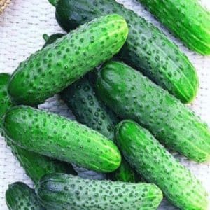 Hybrid cucumber Uhazher, suitable for growing in unfavorable conditions