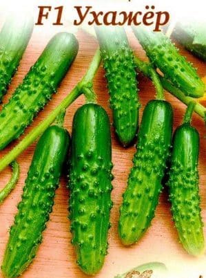 Hybrid cucumber Uhazher, suitable for growing in unfavorable conditions