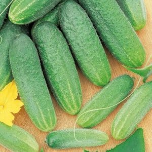 The Vyaznikovskie cucumber variety is incomparable fresh and good for winter preparations