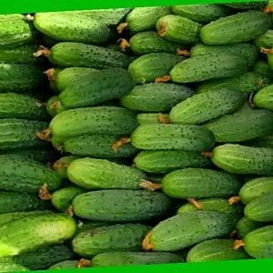 A variedade de pepino Vyaznikovskie é incomparável, fresca e boa para os preparativos de inverno